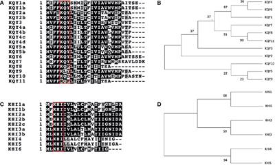 Big Genes, Small Effectors: Pea Aphid Cassette Effector Families Composed From Miniature Exons